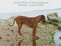 Jupiter of Parnassus Rhodesian Ridgeback