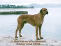 Jupiter of Parnassus Rhodesian Ridgeback