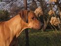 Jupiter of Parnassus Rhodesian Ridgeback
