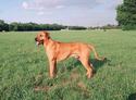 Jupiter of Parnassus Rhodesian Ridgeback