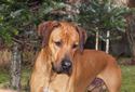 Jupiter of Parnassus Rhodesian Ridgeback