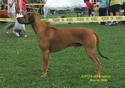Jupiter of Parnassus Rhodesian Ridgeback