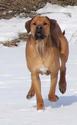 Jupiter of Parnassus Rhodesian Ridgeback
