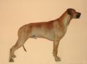 Jupiter of Parnassus Rhodesian Ridgeback