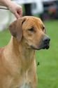 Jupiter of Parnassus Rhodesian Ridgeback