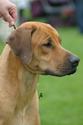 Jupiter of Parnassus Rhodesian Ridgeback