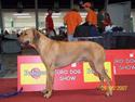 Jupiter of Parnassus Rhodesian Ridgeback