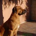 Jupiter of Parnassus Rhodesian Ridgeback