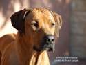 Jupiter of Parnassus Rhodesian Ridgeback
