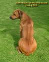 Jupiter of Parnassus Rhodesian Ridgeback