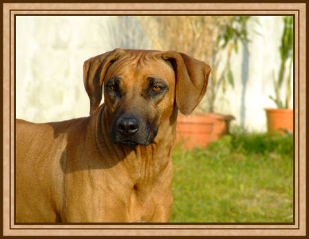 CH Fleur Perla Afriky