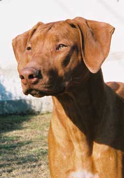 CH. Hema of Ka Ul Li´s Ridges
