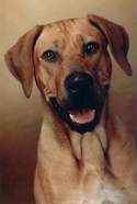 Kwetu's Zizi Mafungabusi Rhodesian Ridgeback