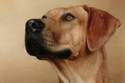 Kwetu's Zizi Mafungabusi Rhodesian Ridgeback