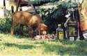 Kwetu's Zizi Mafungabusi Rhodesian Ridgeback