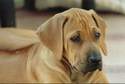 Kwetu's Zizi Mafungabusi Rhodesian Ridgeback