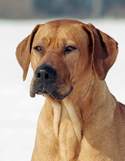 Kwetu's Zizi Mafungabusi Rhodesian Ridgeback