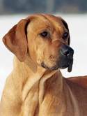Kwetu's Zizi Mafungabusi Rhodesian Ridgeback