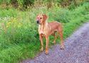 Kwetu's Zizi Mafungabusi Rhodesian Ridgeback