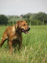 Kwetu's Zizi Mafungabusi Rhodesian Ridgeback