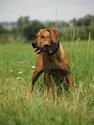 Kwetu's Zizi Mafungabusi Rhodesian Ridgeback