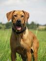 Kwetu's Zizi Mafungabusi Rhodesian Ridgeback