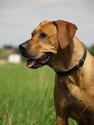 Kwetu's Zizi Mafungabusi Rhodesian Ridgeback