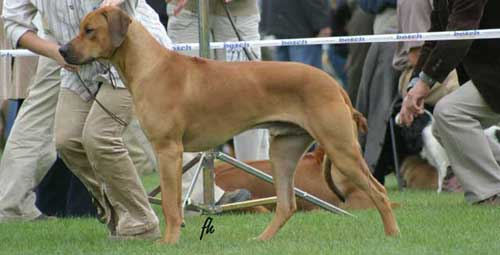 Genetyka pręgi Rhodesian Ridgeback