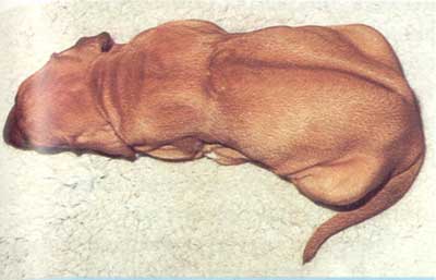 genetyka pręgi Rhodesian Ridgeback