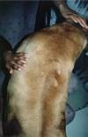 Genetyka pręgi Rhodesian Ridgeback