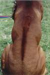 Genetyka pręgi Rhodesian Ridgeback
