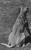 Genetyka pręgi Rhodesian Ridgeback