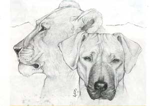Historia Rasy Rhodesian Ridgeback