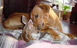 Rhodesian Ridgeback