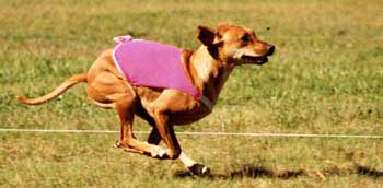 Rhodesian Ridgeback