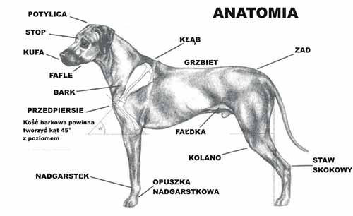Wzorzec rasy Rhodesian Ridgeback