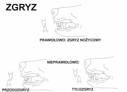 Wzorzec rasy Rhodesian Ridgeback