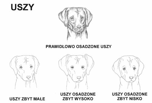 Wzorzec rasy Rhodesian Ridgeback