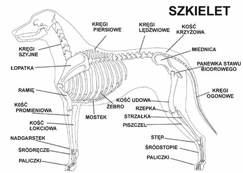 Wzorzec rasy Rhodesian Ridgeback