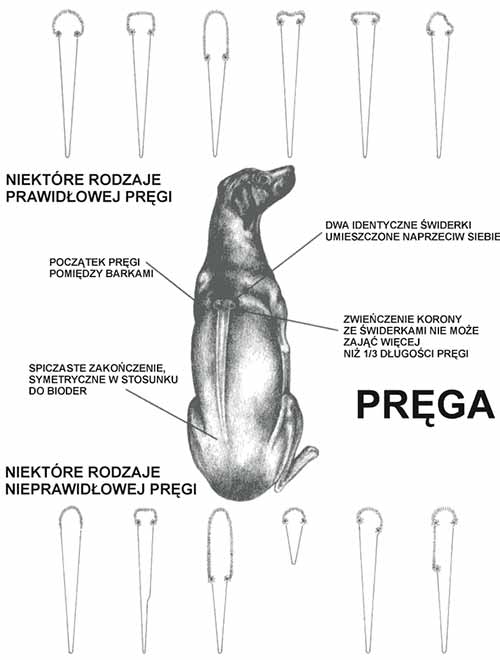 Wzorzec rasy Rhodesian Ridgeback