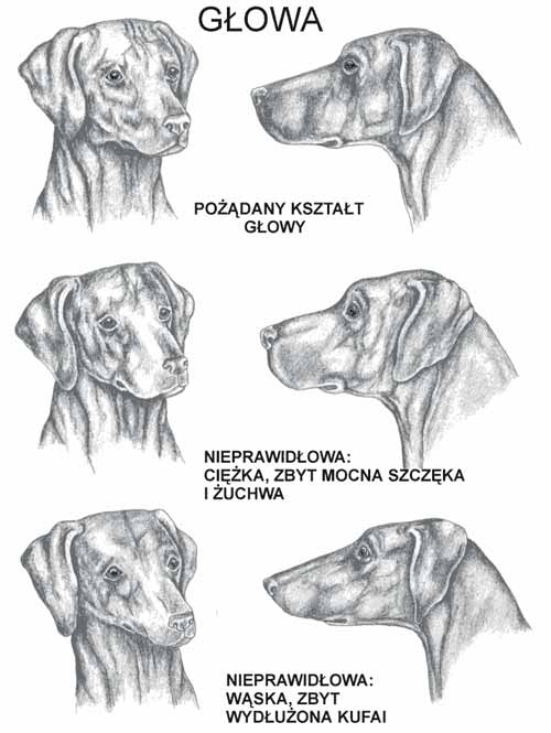 Wzorzec rasy Rhodesian Ridgeback