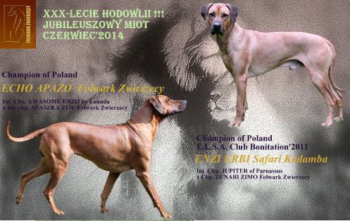Szczenięta 2013